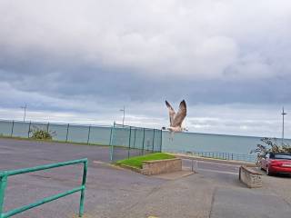 st davids holy faith greystones